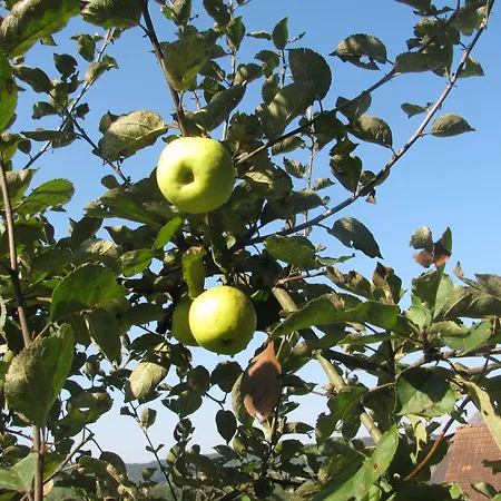 Bauernhof Flucher-plaschg Çiftlik konaklama