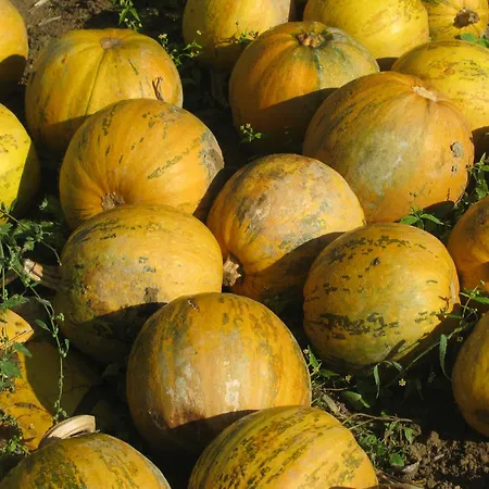 Bauernhof Flucher-plaschg Çiftlik konaklama *