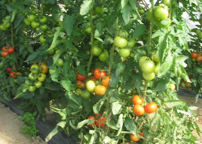 Bauernhof Flucher-plaschg