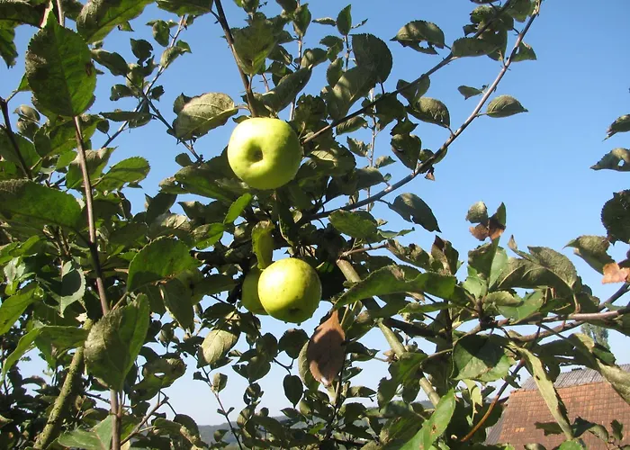 Bauernhof Flucher-plaschg Séjour à la ferme
