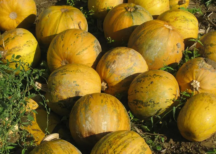 Bauernhof Flucher-plaschg Séjour à la ferme *